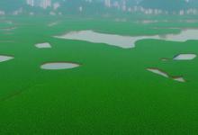 天福西湖龙井