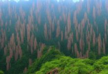 黄山毛峰公司