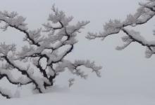 峨眉雪芽飘雪慧欣