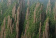 喝黄山毛峰的好处