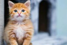 猫用什么方式洗脸猫用什么方式睡觉