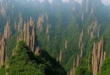 黄山毛峰的牌子