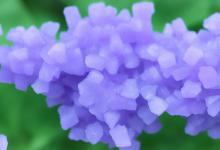 紫罗兰玉冰种