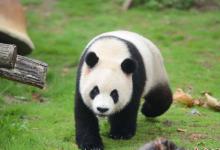 大熊猫跌跌撞撞奔向你是什么感受