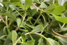 马齿苋治白发有什么效果马齿苋有哪些药效