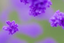 蜜蜡为何会形成紫罗兰颜色