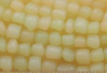 和田玉黄白玉料