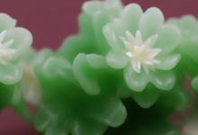 墨玉花能在室内放吗
