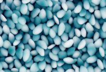墨玉籽料和青花籽料