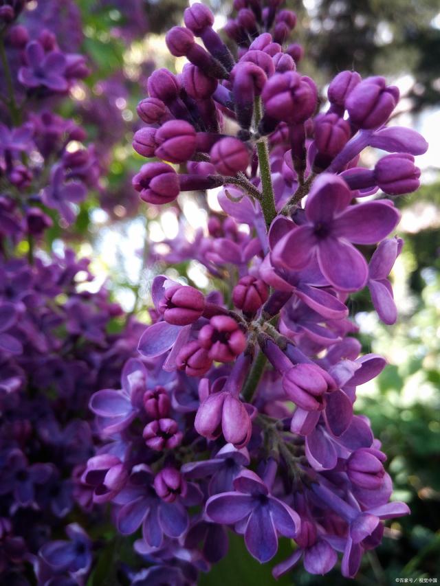 紫色槐花和白色槐花的区别