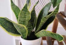 虎皮兰养在室内合适吗，在室内养需注意什么