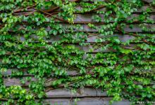 常春藤有毒吗，可以室内种植吗