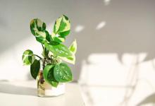 旺宅的室内盆栽有什么？你养了吗