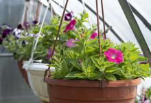 盆花烂根如何处理？