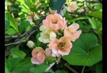 海棠花开花时间，需要注意什么