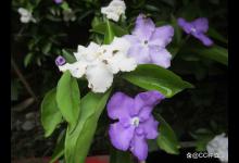 双色茉莉掉叶子怎么办