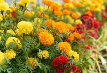盆栽万寿菊需要修剪吗