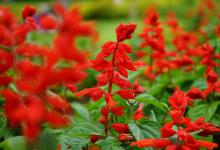 一串红生长期怎么修剪