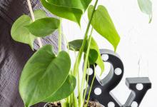 滴水观音什么时候换盆