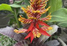 垂花水塔花、星花凤梨（鸿运当头）怎么养护？