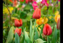 郁金香夏天有花骨朵儿吗，夏天怎么养