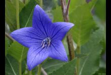 花卉欣赏之桔梗，它的花期很长