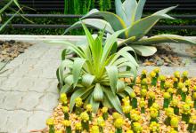 龙舌兰烂根怎么办