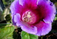 大岩桐小苗上盆后需要浇水吗