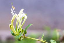 金银花的花语，有什么传说故事