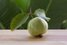 番石榴一年结几次果，养护注意事项有哪些