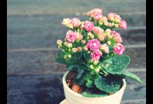 长寿花施肥时间，施肥后叶软发黄怎么办