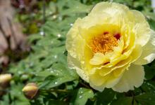 芍药的好处有哪些？3点