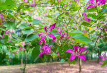 洋紫荆有多高，日常怎么养护