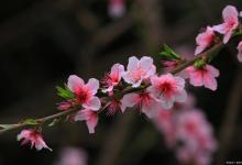 春天最常见的花有哪些？桃花樱花郁金香