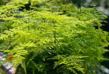 文竹如何养殖及剪枝，这样修剪好看