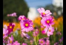 种植格桑花注意事项有哪些