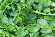 10种最佳水培菜，让你家里永远有新鲜蔬菜！