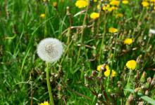 蒲公英什么时候开花，真正的蒲公英长什么样