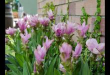 姜荷花的花语，有什么传说故事