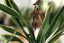 墨兰植物烂根的救治方法