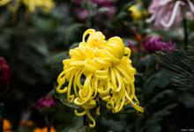 菊花是短日照植物，如何使菊花的花期延迟