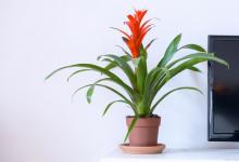 鸿运当头花叶子干枯发黄是怎么回事