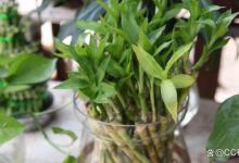 富贵竹水培烂根发黑发臭怎么办