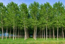 杨树几月开花？4-5月开花时间