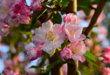 海棠花、绿萝的花语和寓意是什么，你们清楚吗