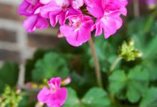 花期长好看又好养的花有哪些