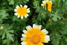 茼蒿花的养殖方法