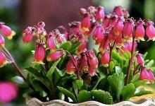 宫灯长寿花的养殖方法和注意事项