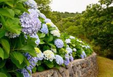 绣球花烂根是一个比较常见的问题，一起来看解决方法