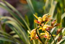 阳台如何养蕙兰，需要注意什么